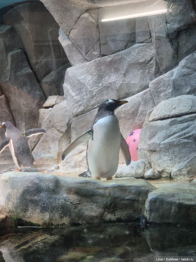 Где мы побывали для съёмки кадров Лины в роли травницы