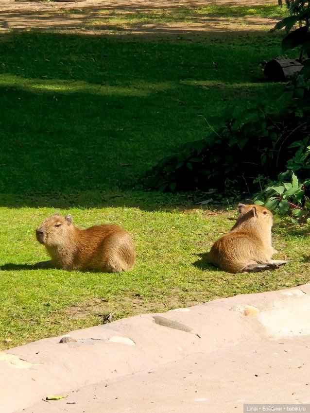 Где мы побывали для съёмки кадров Лины в роли травницы (фото 4)