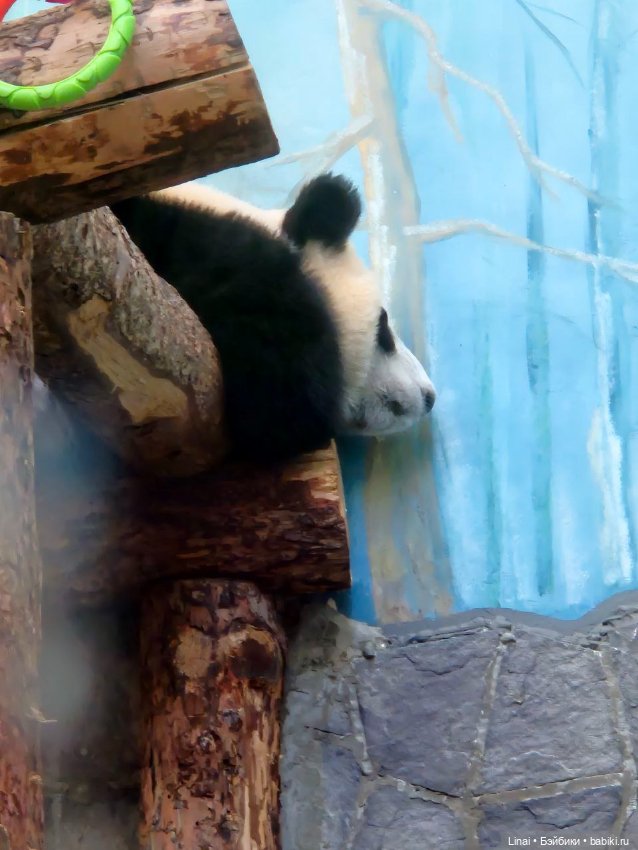 Где мы побывали для съёмки кадров Лины в роли травницы (фото 7)