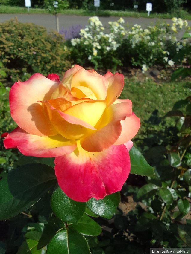 Продолжение Лининых приключений в Ботаническом саду