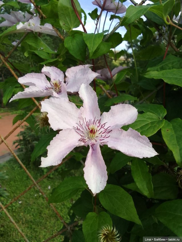 Продолжение Лининых приключений в Ботаническом саду