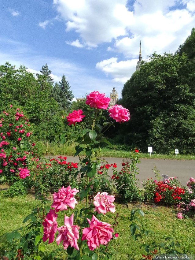 Продолжение Лининых приключений в Ботаническом саду (фото 2)