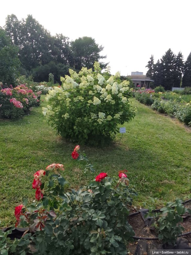 Продолжение Лининых приключений в Ботаническом саду