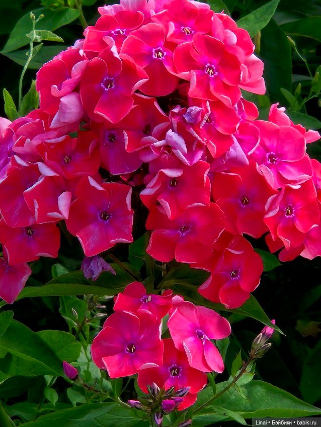 Продолжение Лининых приключений в Ботаническом саду (фото 5)