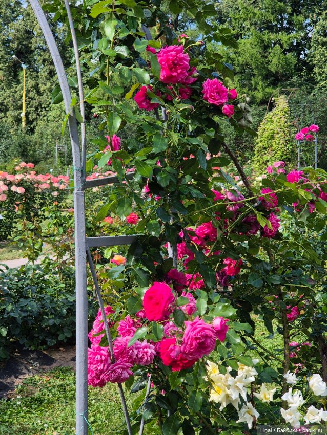 Продолжение Лининых приключений в Ботаническом саду (фото 3)