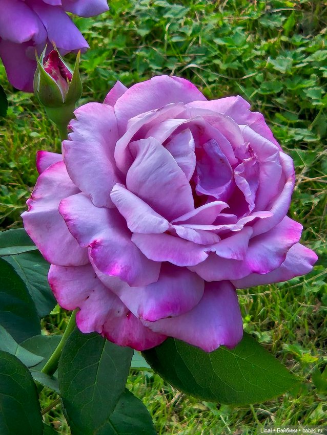 Продолжение Лининых приключений в Ботаническом саду