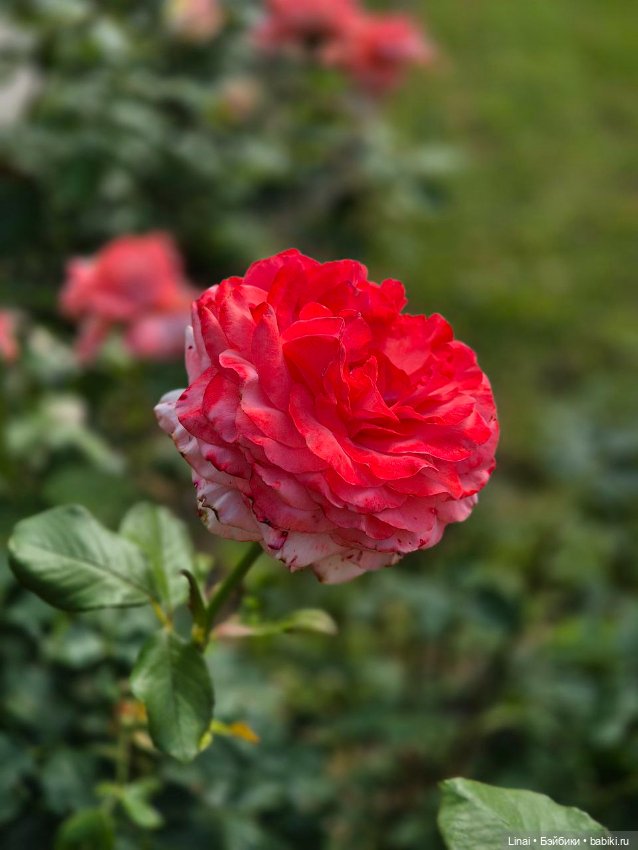 Продолжение Лининых приключений в Ботаническом саду