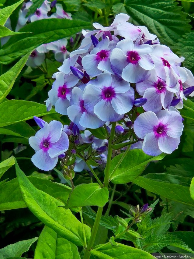 Продолжение Лининых приключений в Ботаническом саду (фото 4)