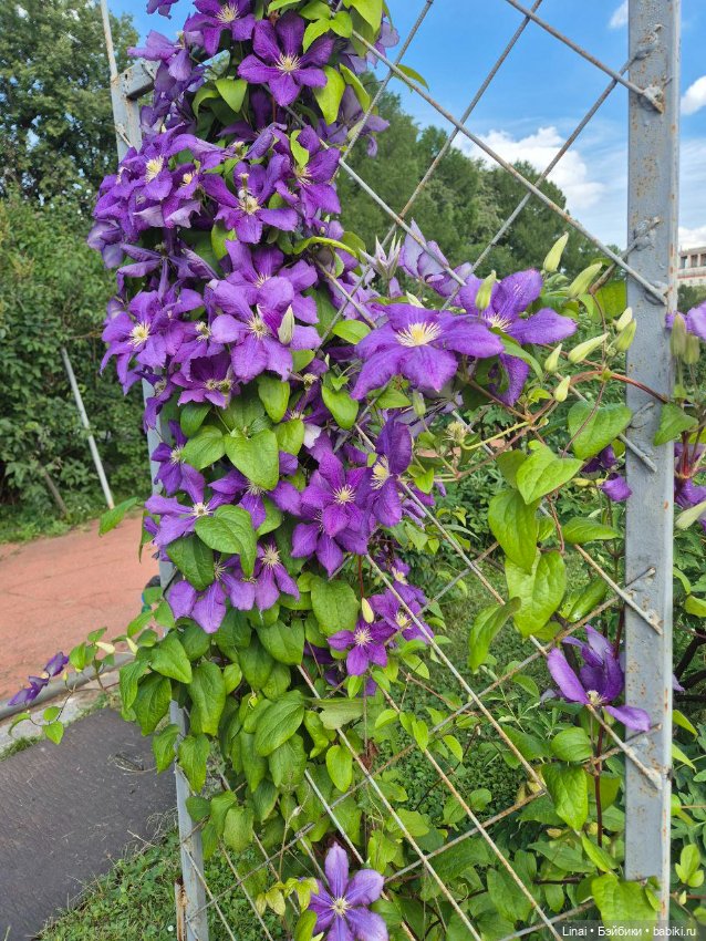 Продолжение Лининых приключений в Ботаническом саду (фото 7)