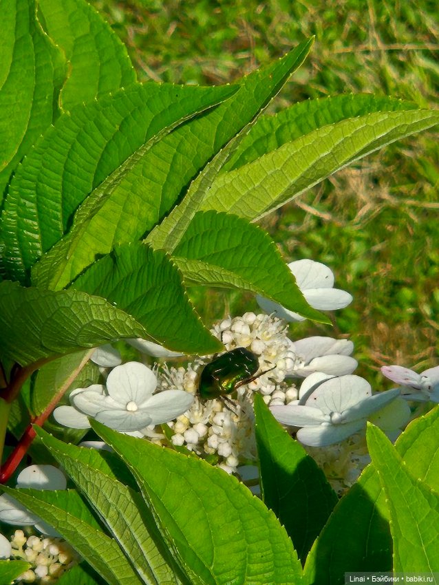 Продолжение Лининых приключений в Ботаническом саду