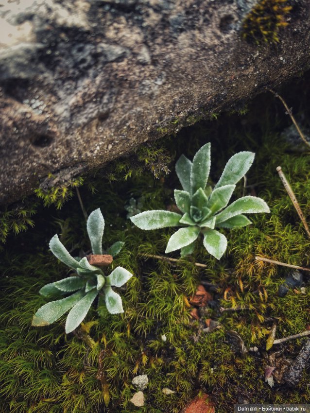 Рыбка-облачко — Коллекционные куклы разных авторов (Разное): редкие бренды