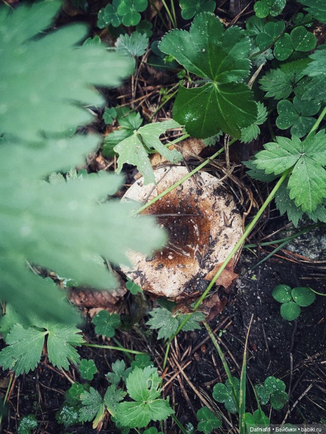 Рыбка-облачко — Коллекционные куклы разных авторов (Разное): редкие бренды