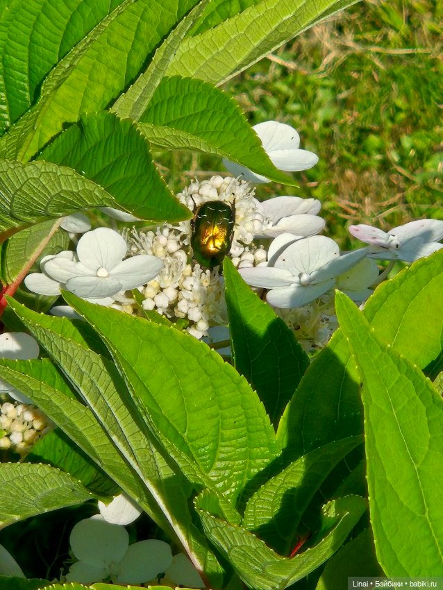 Продолжение Лининых приключений в Ботаническом саду