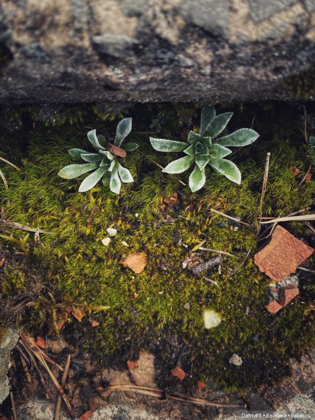 Рыбка-облачко — Коллекционные куклы разных авторов (Разное): редкие бренды (фото 8)