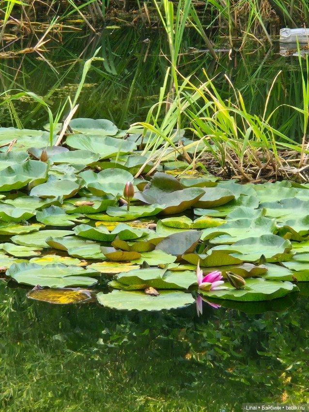 Продолжение Лининых приключений в Ботаническом саду