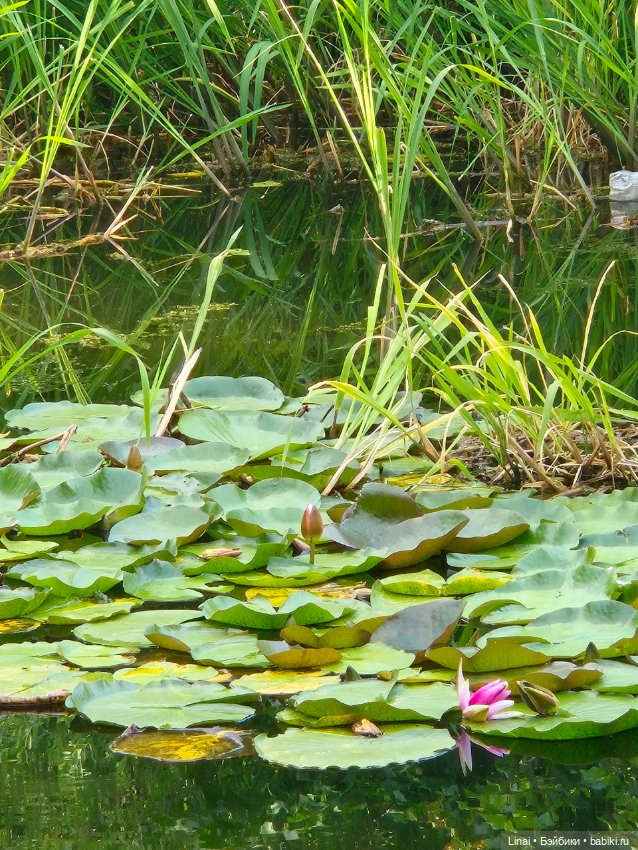 Продолжение Лининых приключений в Ботаническом саду