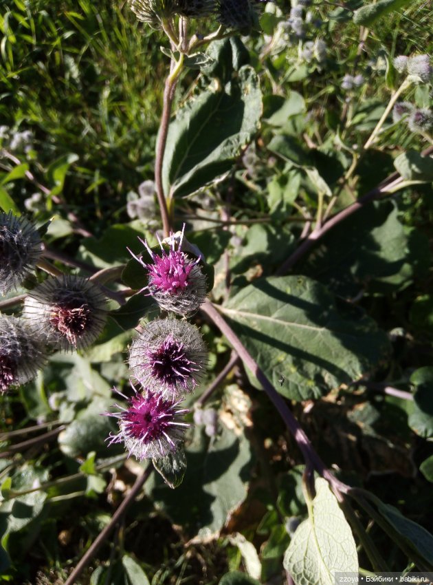 Букет июля — Гибриды шарнирных кукол (не БЖД): подбор тела (фото 6)