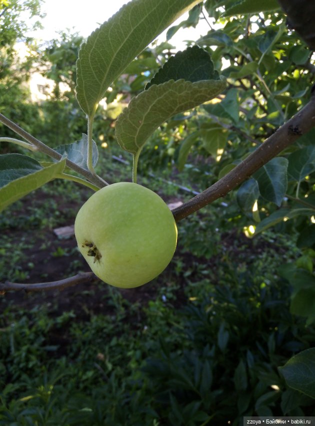 Букет июля — Гибриды шарнирных кукол (не БЖД): подбор тела (фото 9)