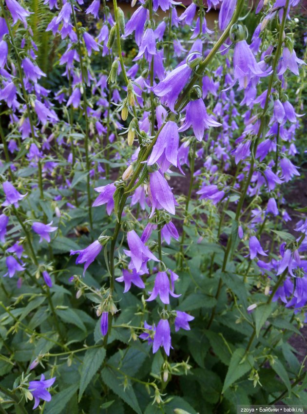 Букет июля — Гибриды шарнирных кукол (не БЖД): подбор тела (фото 4)