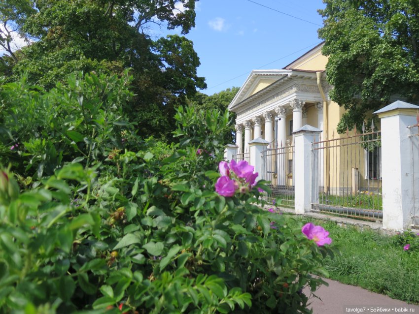 Ruby Red Siblies в Кронштадте летом