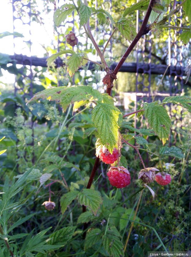 Букет июля — Гибриды шарнирных кукол (не БЖД): подбор тела