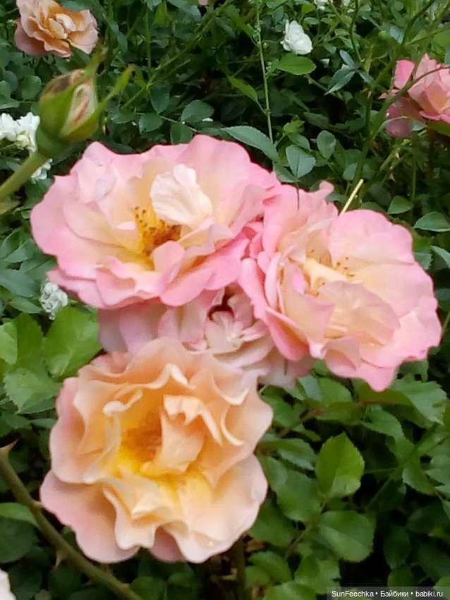 ВиктОр и его хобби — Коллекции игровых кукол (Playline): фото полок