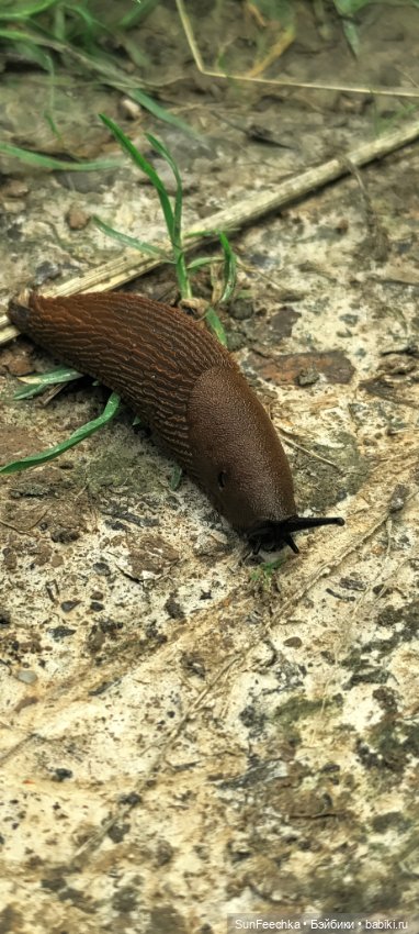 ВиктОр и его хобби — Коллекции игровых кукол (Playline): фото полок (фото 5)