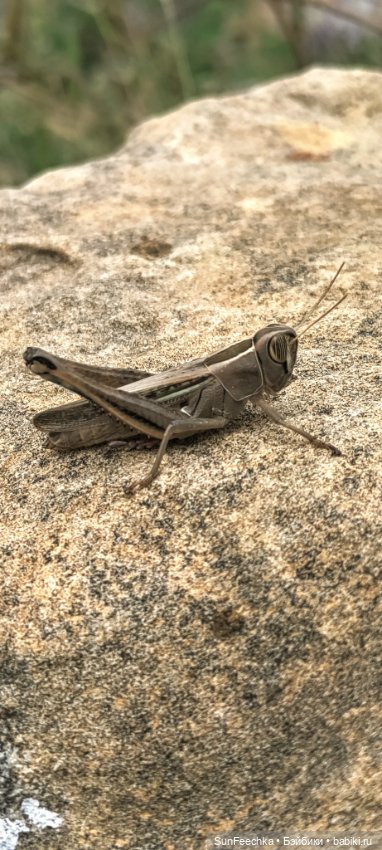 ВиктОр и его хобби — Коллекции игровых кукол (Playline): фото полок