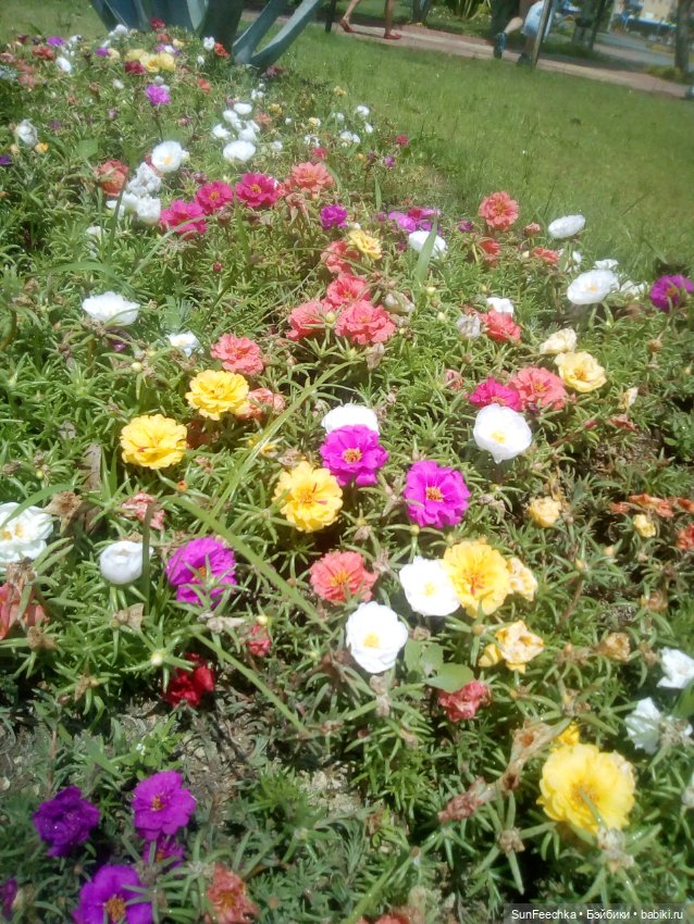 ВиктОр и его хобби — Коллекции игровых кукол (Playline): фото полок