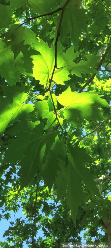 ВиктОр и его хобби — Коллекции игровых кукол (Playline): фото полок