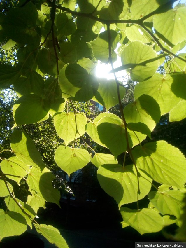 ВиктОр и его хобби — Коллекции игровых кукол (Playline): фото полок