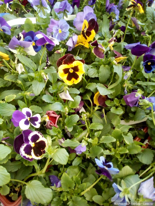 ВиктОр и его хобби — Коллекции игровых кукол (Playline): фото полок