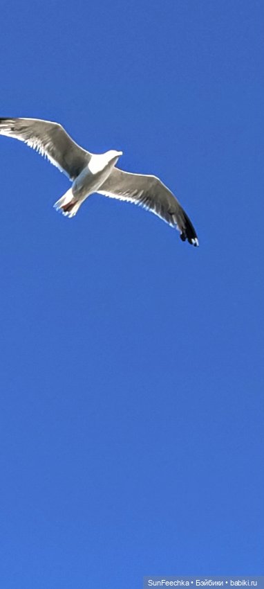 ВиктОр и его хобби — Коллекции игровых кукол (Playline): фото полок