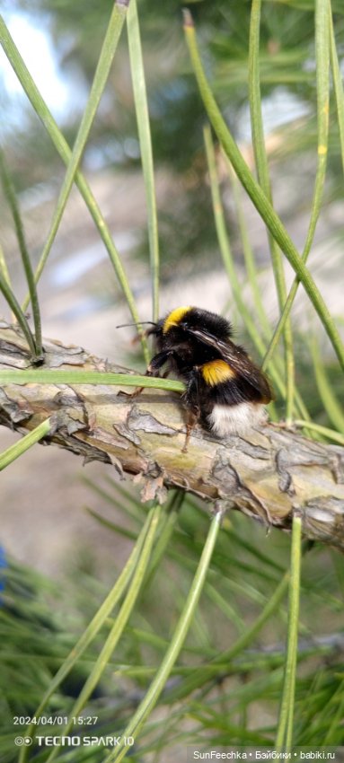 ВиктОр и его хобби — Коллекции игровых кукол (Playline): фото полок