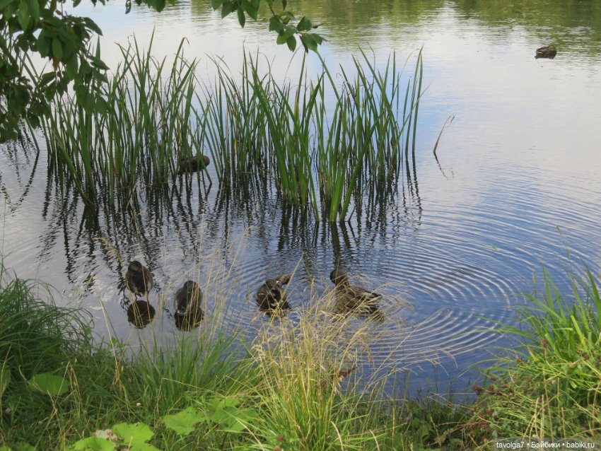 Дачницы — Домашние коллекции кукол: фото собраний