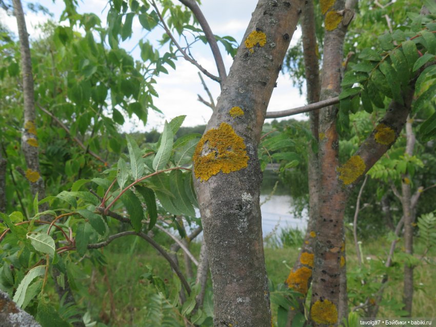 Русалочка SeaSters — Игровые куклы разных производителей (Разное): редкие бренды (фото 9)