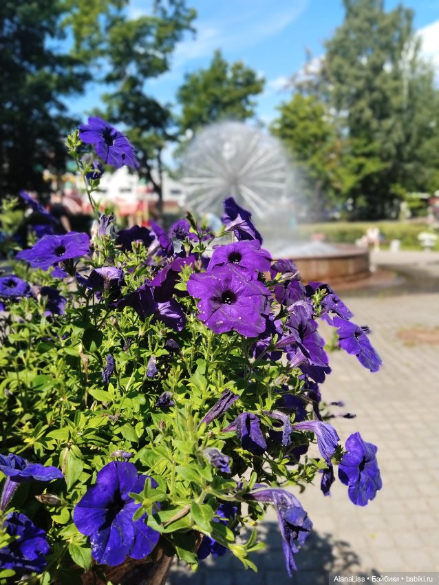 Заячье лето. Зеленогорск — Туризм и путешествия: фотоотчеты из поездок (фото 6)