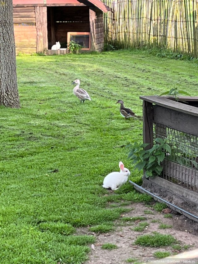 Му ггыкальная История 138 (фото 9)