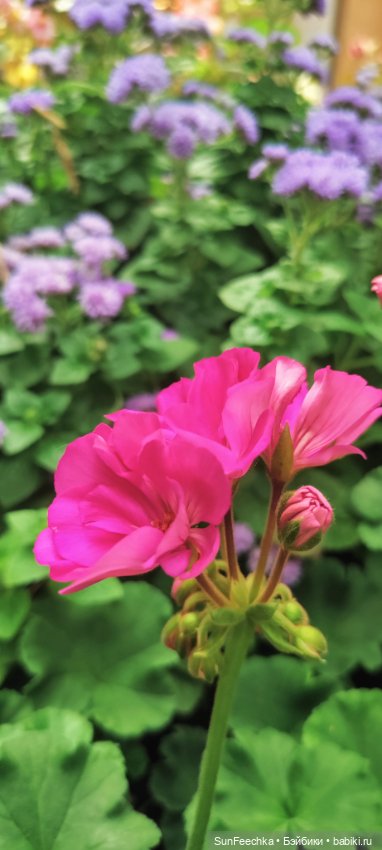 ГУМ, Красная Площадь, Зарядье. Гуляем с Гошей