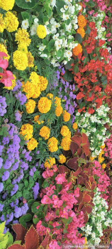 ГУМ, Красная Площадь, Зарядье. Гуляем с Гошей (фото 2)