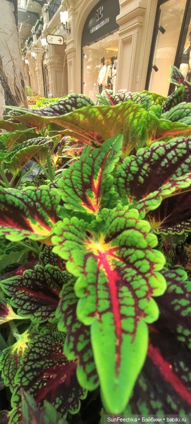 ГУМ, Красная Площадь, Зарядье. Гуляем с Гошей (фото 6)