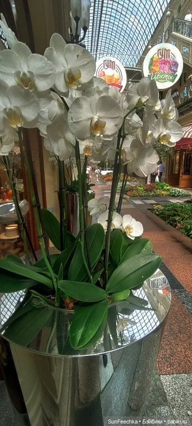 ГУМ, Красная Площадь, Зарядье. Гуляем с Гошей (фото 8)