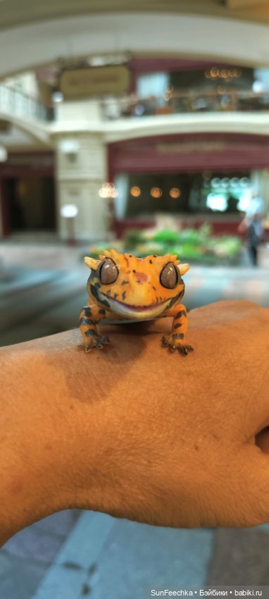 ГУМ, Красная Площадь, Зарядье. Гуляем с Гошей