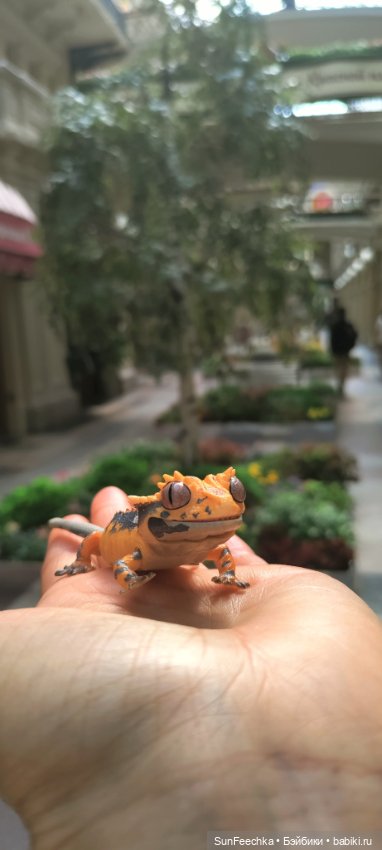 ГУМ, Красная Площадь, Зарядье. Гуляем с Гошей (фото 10)