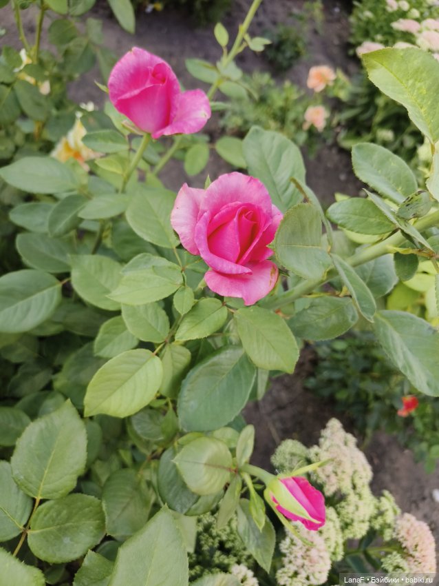 Мила и Виола (Габриэль Мюллер Gabriele Muller)