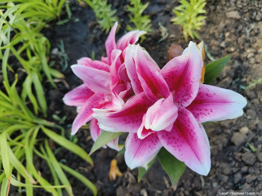 Мила и Виола (Габриэль Мюллер Gabriele Muller)