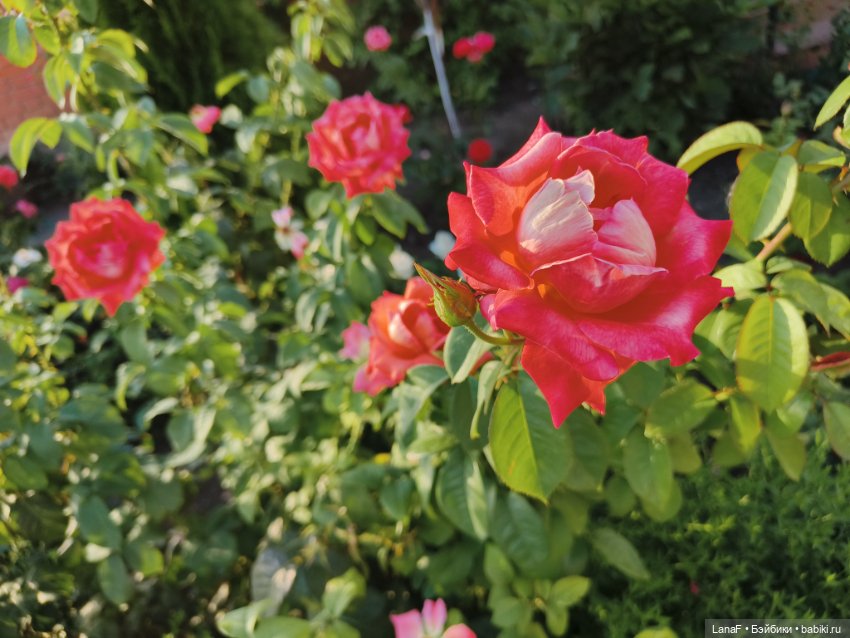 Мила и Виола (Габриэль Мюллер Gabriele Muller)