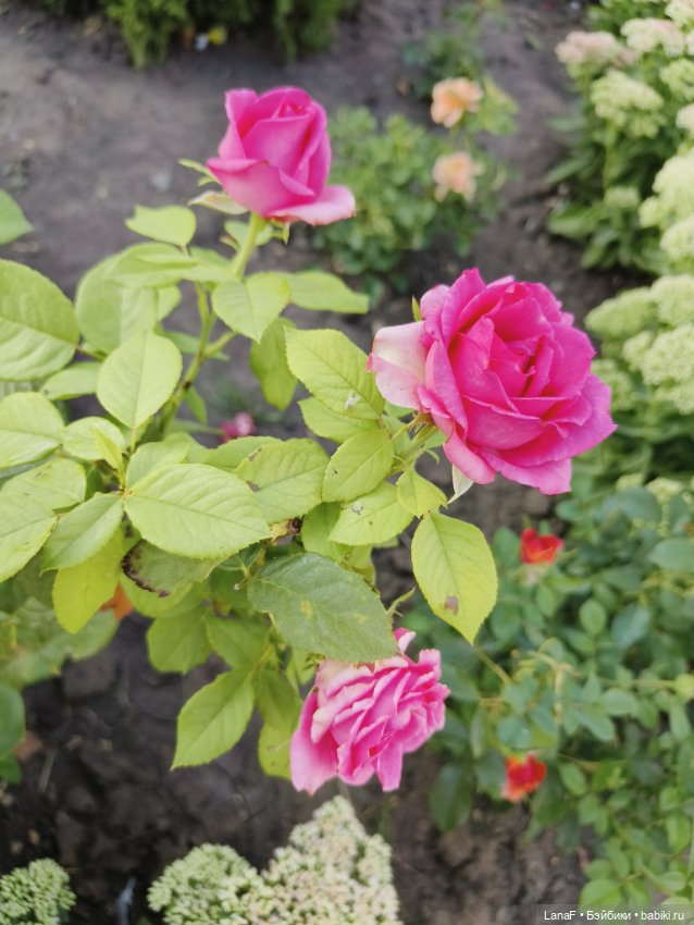 Мила и Виола (Габриэль Мюллер Gabriele Muller)