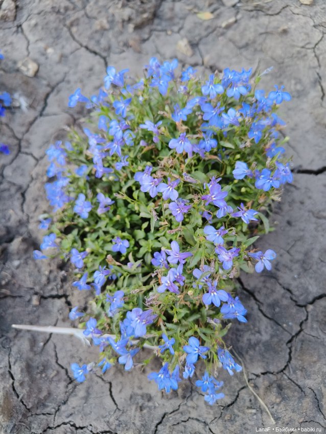 Мила и Виола (Габриэль Мюллер Gabriele Muller)