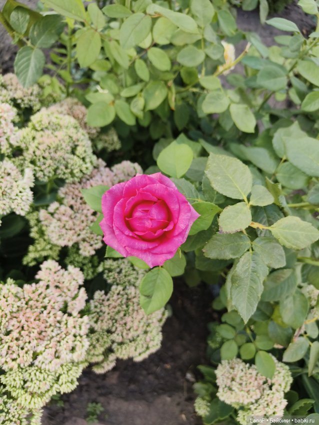 Мила и Виола (Габриэль Мюллер Gabriele Muller)